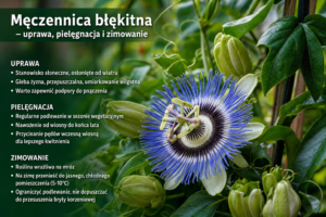 Męczennica błękitna – uprawa, pielęgnacja i zimowanie