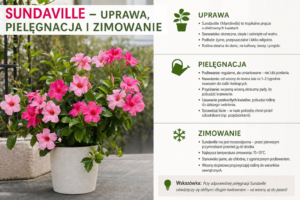 Sundaville – uprawa, pielęgnacja i zimowanie